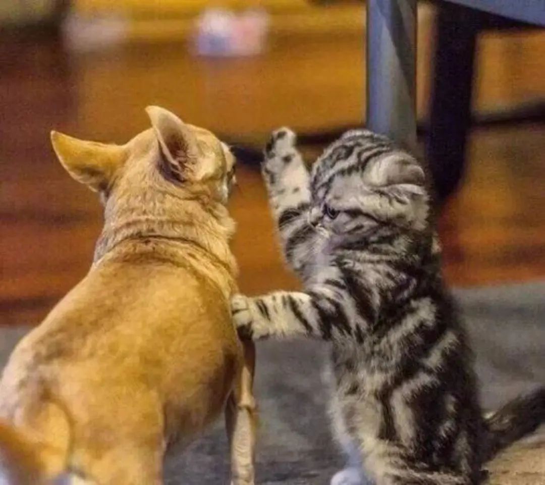 不止旧时代的王者,更是新时代弄潮儿!宏昌科技:从洗衣机领域出圈